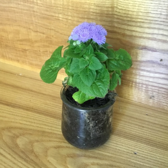 Aloha dwarf blue flowers - Picture 2 of 2